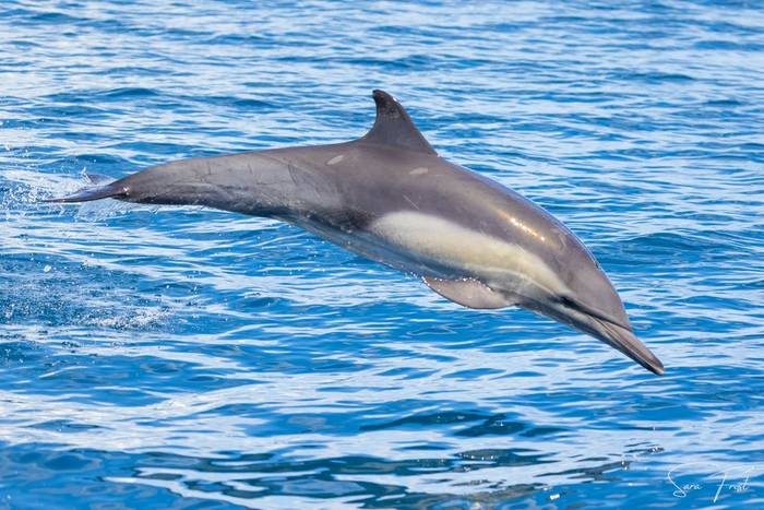 Common Dolphin (Sara Frost) (11).jpg