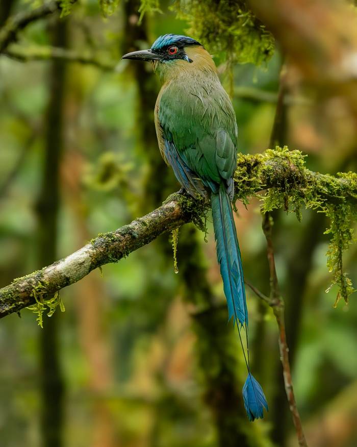 Andean Motmot © Francisco Munoz.jpg