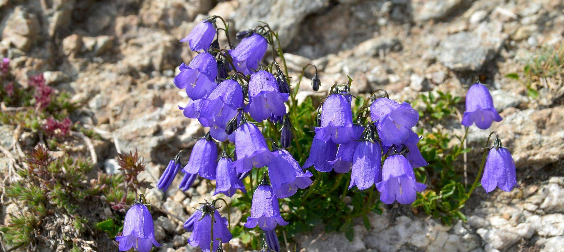 Bulgaria Flowers of the Balkans Naturetrek