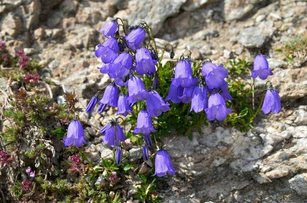 Campanula, Pirin Shutterstock 613414424