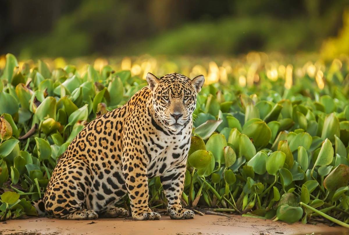 Jaguar