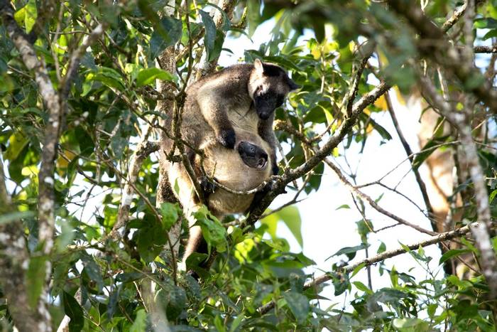 Lumholtz's Tree Kangaroo © Steve Wilson