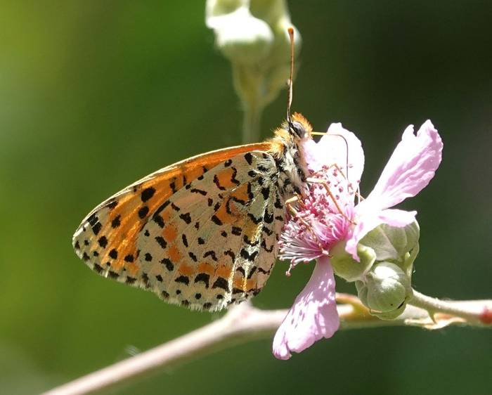 Spotted Fritillary © Martin Pitt, June 2026 tour.JPG
