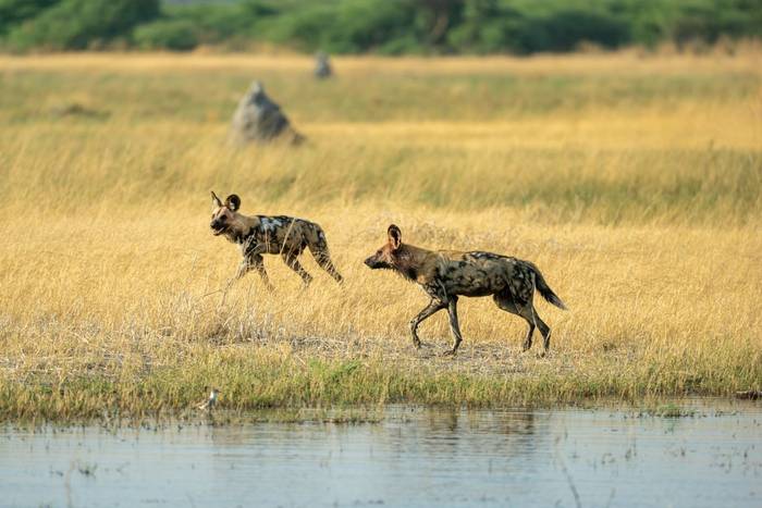 Wild Dogs © Will Crombie, October '25 tour.jpg