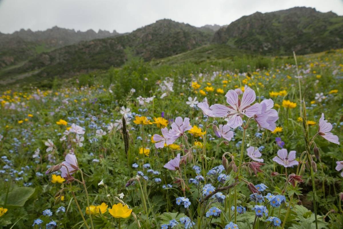 Wildflowers in Kyrgyzstan © Dan Kane, June 2025