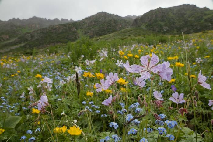 Wildflowers in Kyrgyzstan © Dan Kane, June 2025