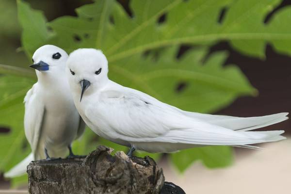 White Terns (Fairy Terns) Seychelles shutterstock_193444748.jpg