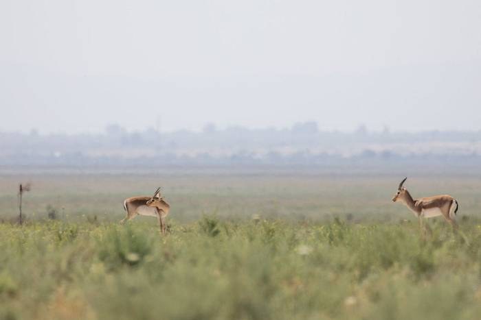 Goitered Gazelles © Teimuraz Popiashvili.jpg