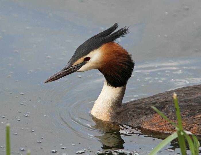 Great Crested Grebe (Neil McMahon).jpg