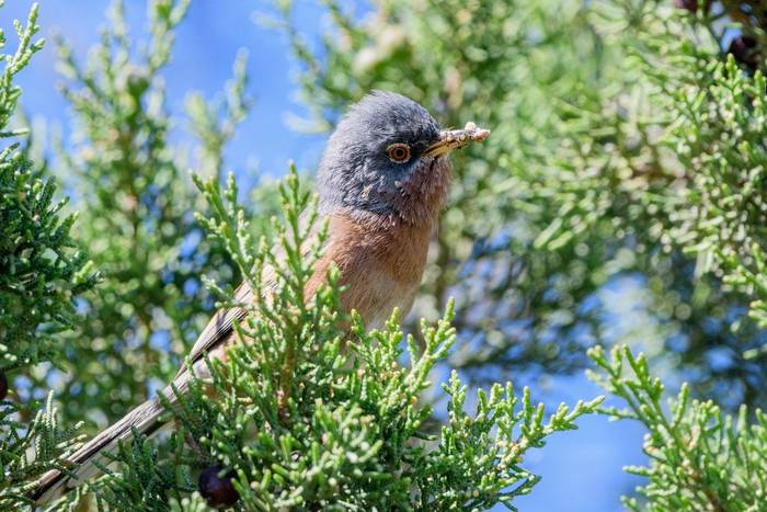 Tristram's Warbler