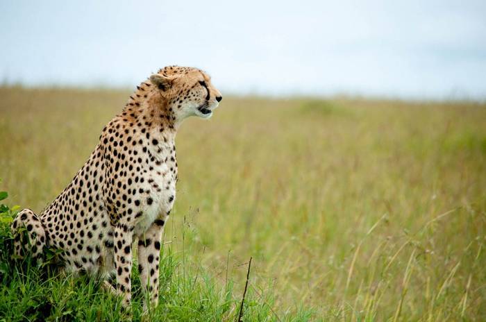 Kenya (Cheetah)
