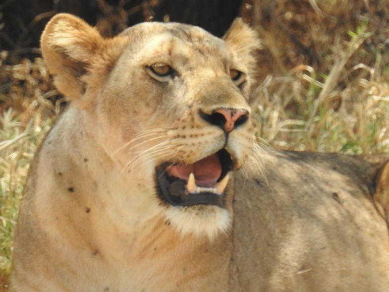 matriarch-hill-safari-lion.JPG