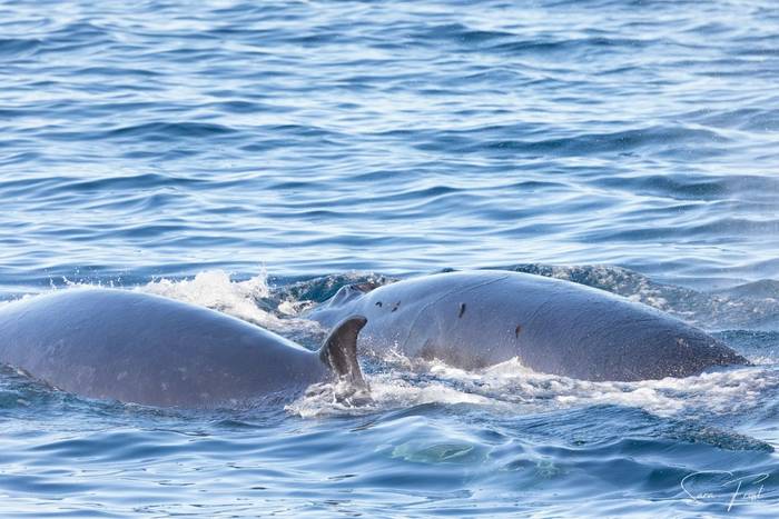 Bryde's Whale (Sara Frost) (3).jpg