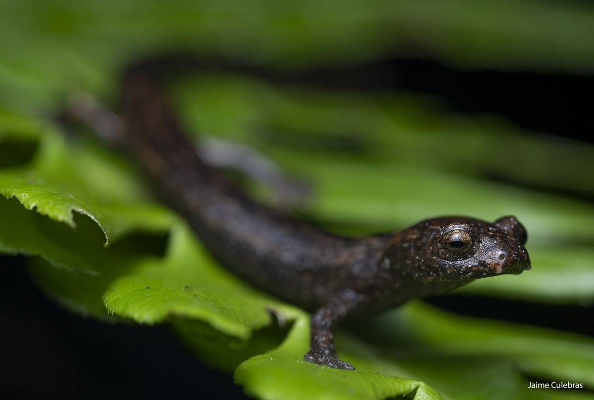 Savage's Mushroomtongue Salamander (Bolitoglossa savagei) - Jaime Culebras