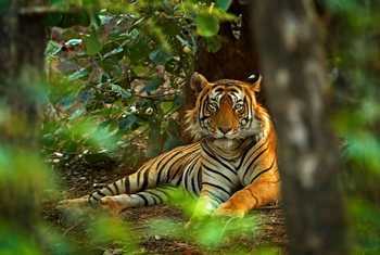 Tiger Shutterstock 667856146