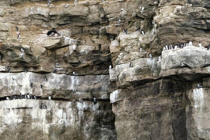 Seabird cliffs (Tom Brereton)