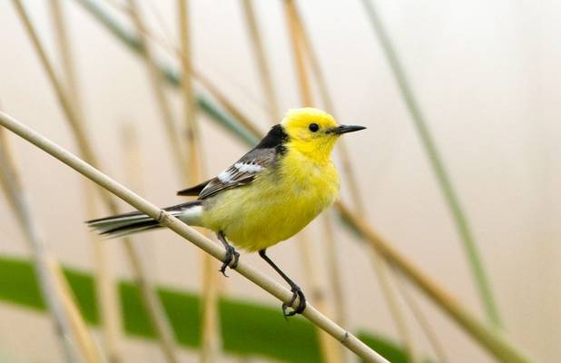 Citrine Wagtail (Mati Kose)