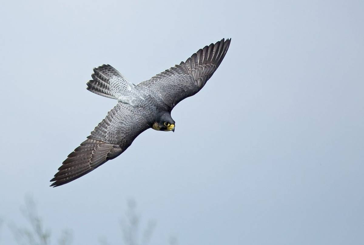 Peregrine Falcon