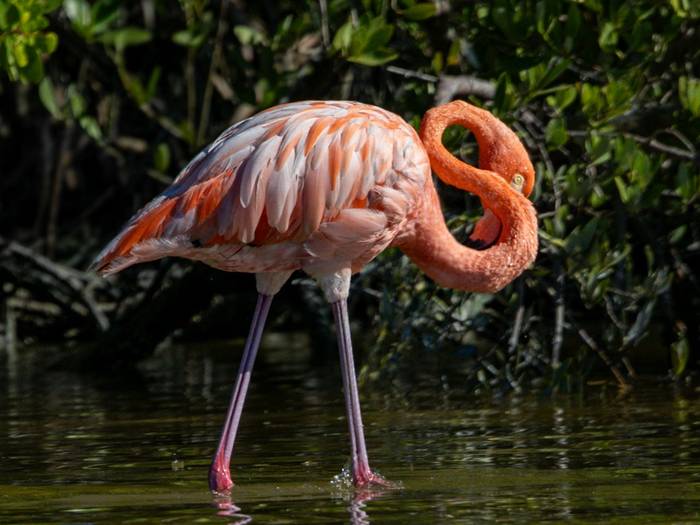 American Flamingo  (Marcus John).jpg