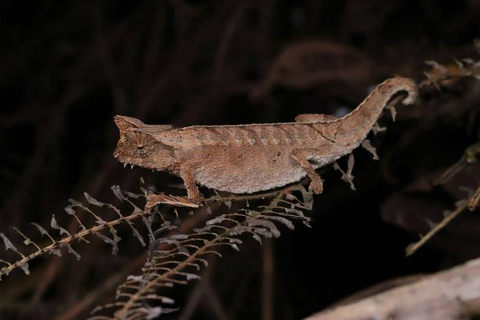 Horned Leaf Chameleon (Brookesia superciliaris) © Bobby and Laura Bok, March 2026