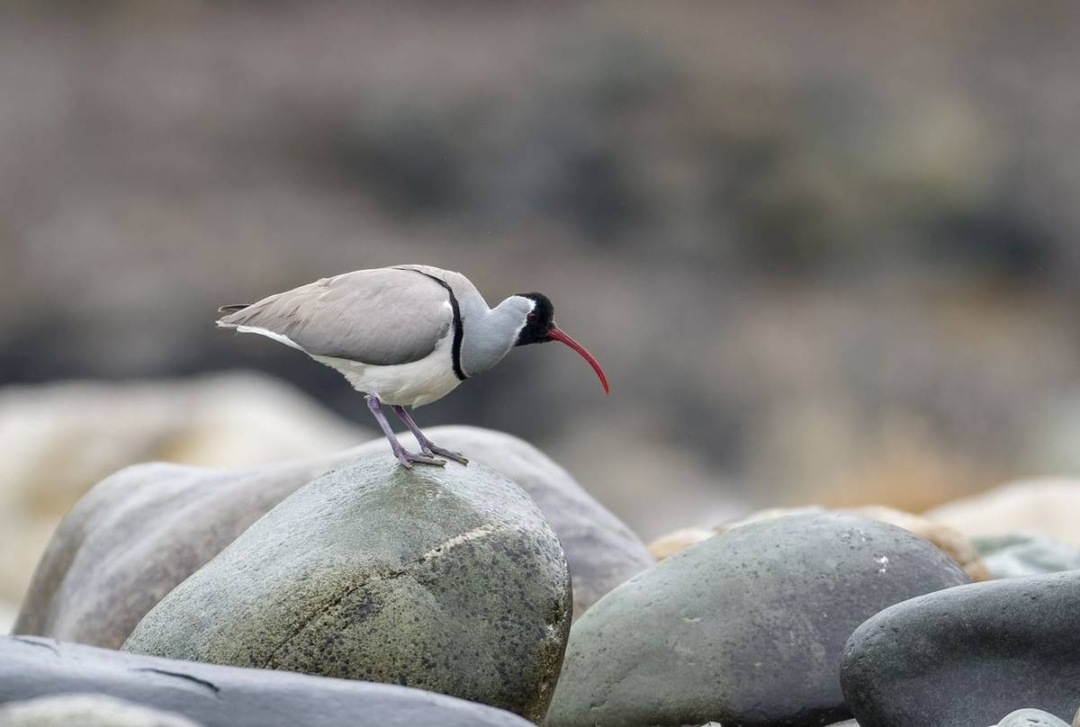 Ibisbill shutterstock_2300360081.jpg