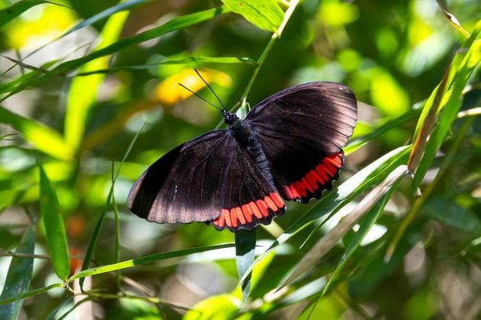Red Rim (Biblis hyperia) © James Warren, May 2026.jpg