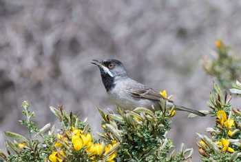 Ruppell's Warbler (Mike Vickers)