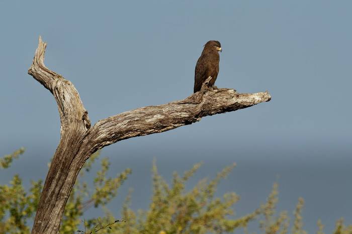 Western Banded Snake-Eagle