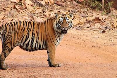 Bengal Tiger, Kanha by Peter Adams