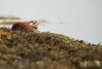 River Otter