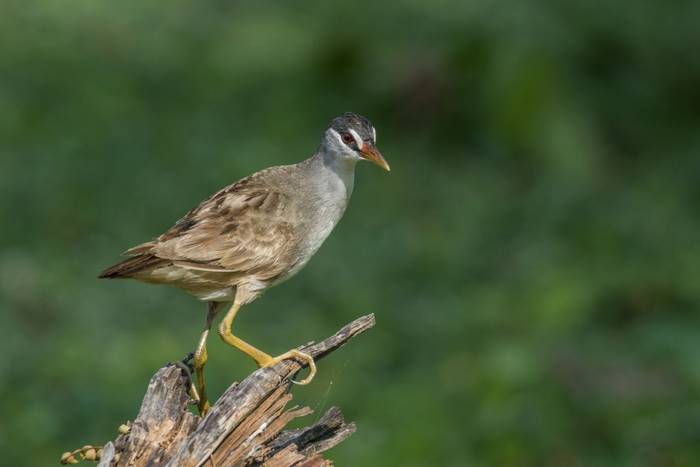 White-browed Crake