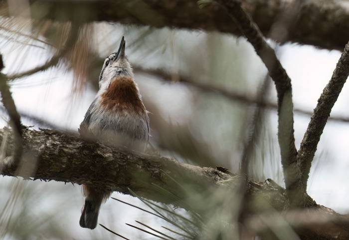 NT Georgia Krüper's Nuthatch © Chris Griffin, April 2024