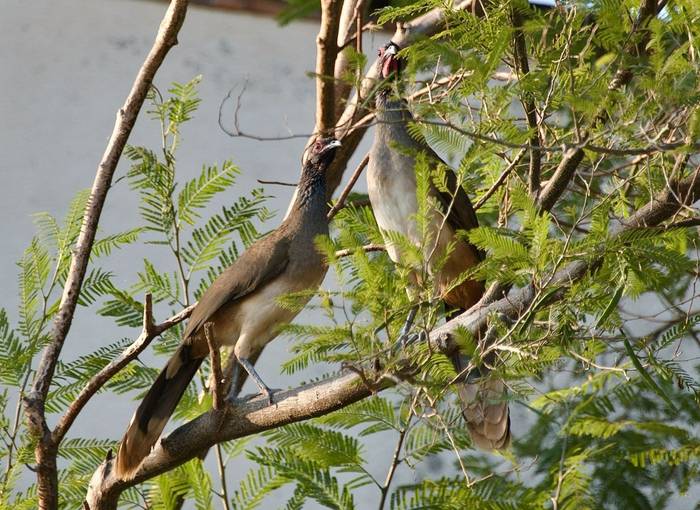 Chachalaca, Mexico shutterstock_2624008855.jpg
