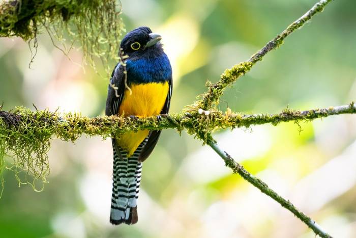 Guianan Trogon