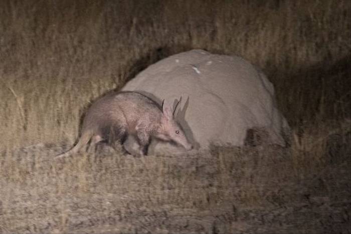 Aardvark (John Davies)