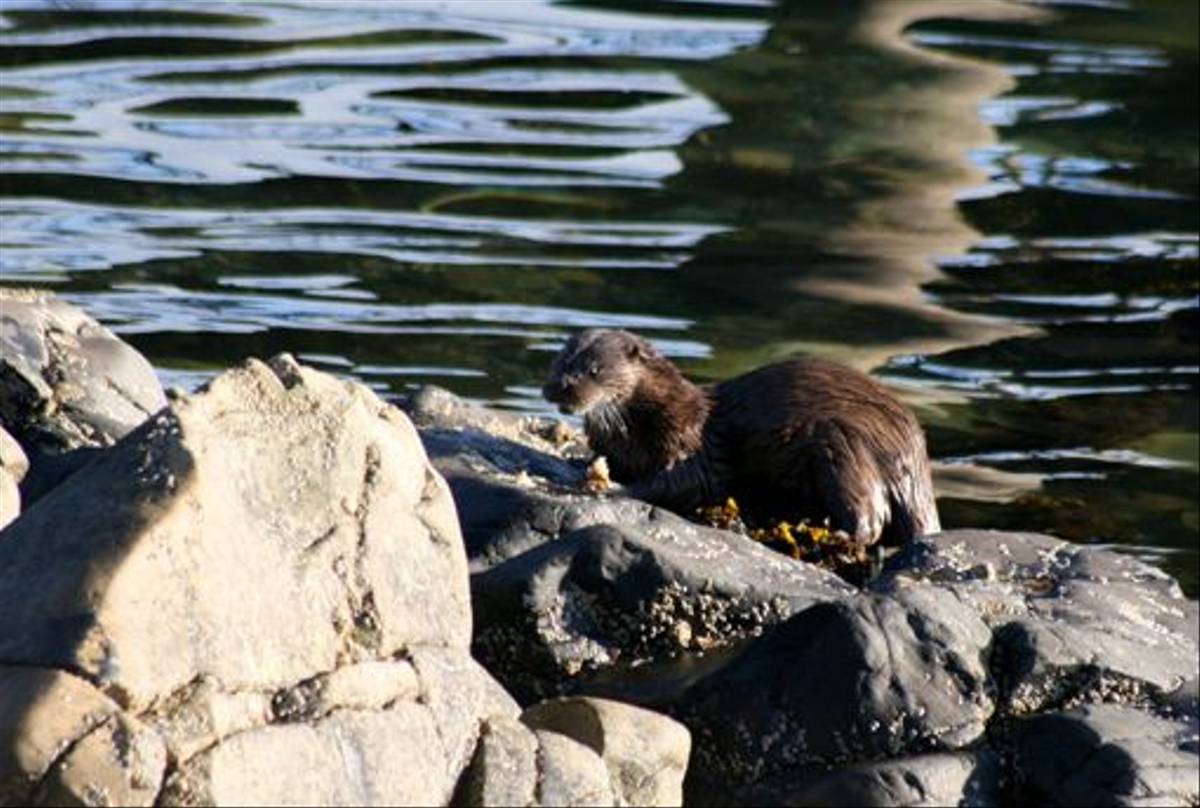 Otter (Dave Pierce)