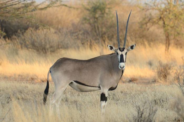 Oryx, Awash National Park shutterstock_161186501.jpg