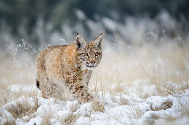 Lynx Eurasian Lynx Shutterstock 304031900