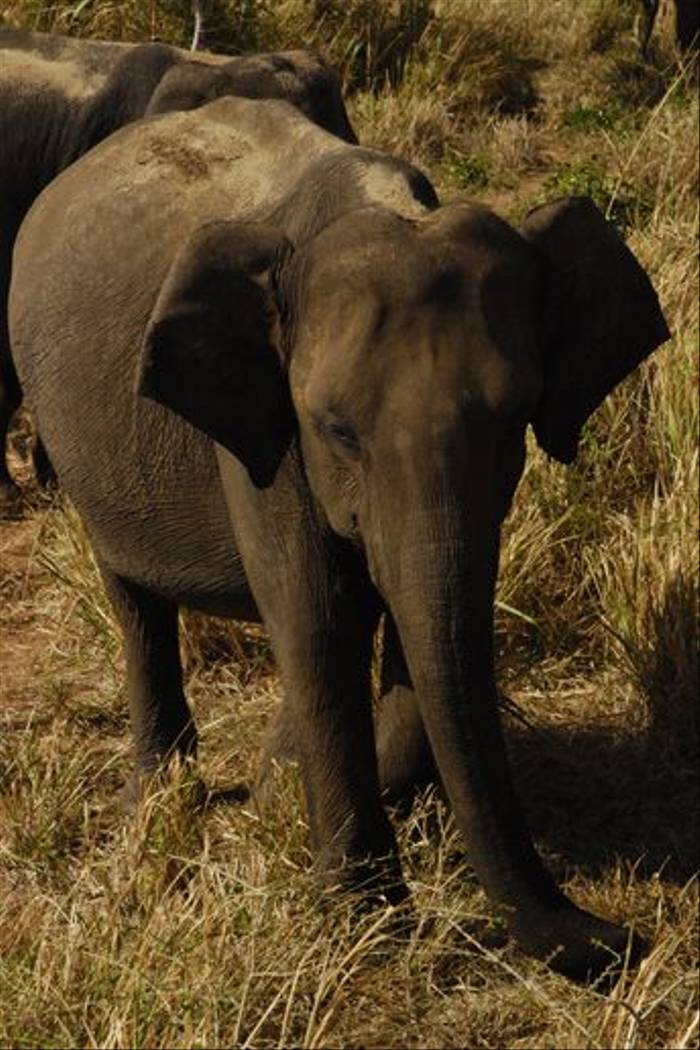 Asian Elephant, Uda Walawe National Park (Thomas Mills)