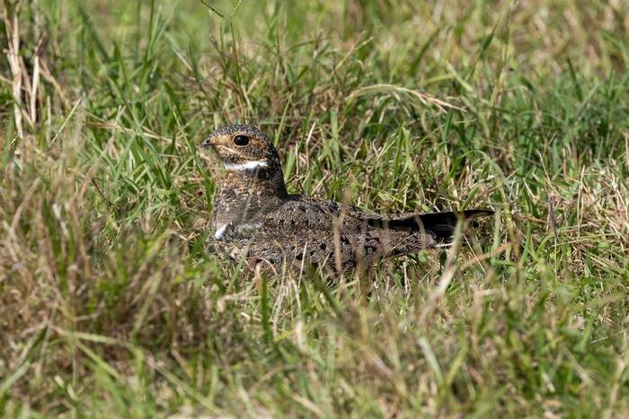 Nacunda Nighthawk © James Warren, May 2026 (2).jpg