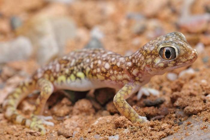 Northern Elegant Gecko (Stenodactylus mauritanicus) © Daniel Kane
