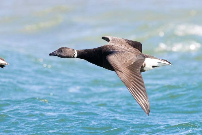 Brent Goose (Sara Frost).jpg