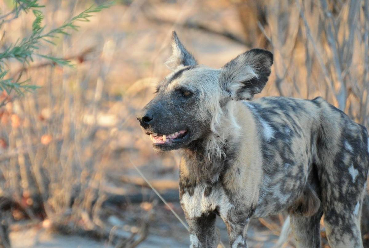 African Wild Dog (Rob Thatcher)