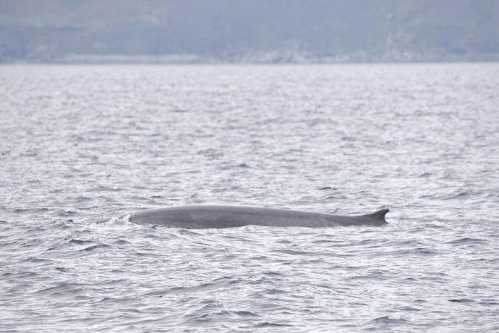 Fin Whale by Captain Keith (May 2023).jpeg