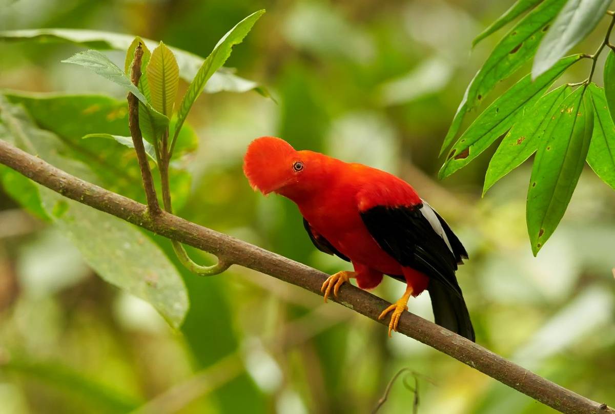 Andean Cock-of-the-rock, Ecuador shutterstock_359162267.jpg