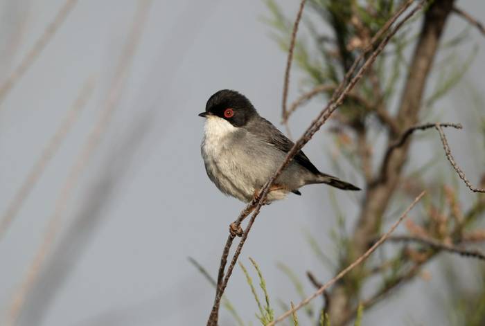 Sardinian Warbler shutterstock_142600852.jpg