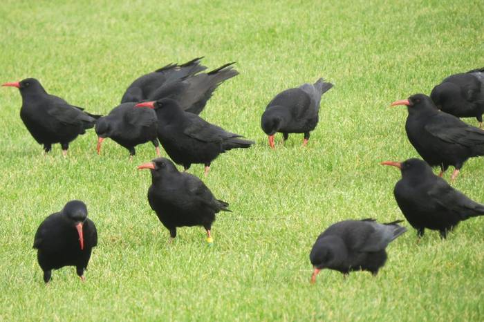 Chough's Gower.JPG