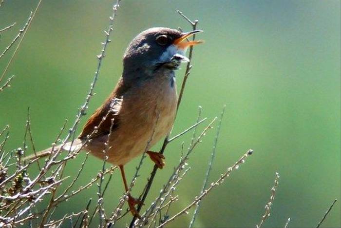 Spectacled Warbler (Byron Palacios)
