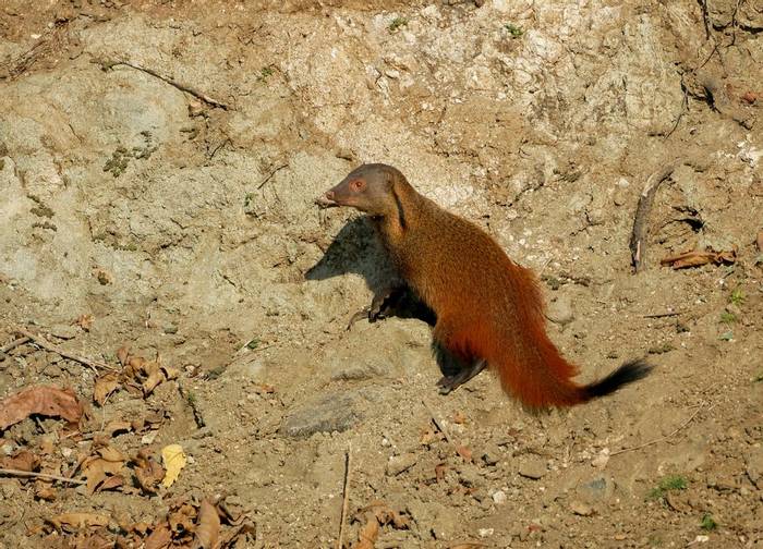 Striped-necked Mongoose © Connell