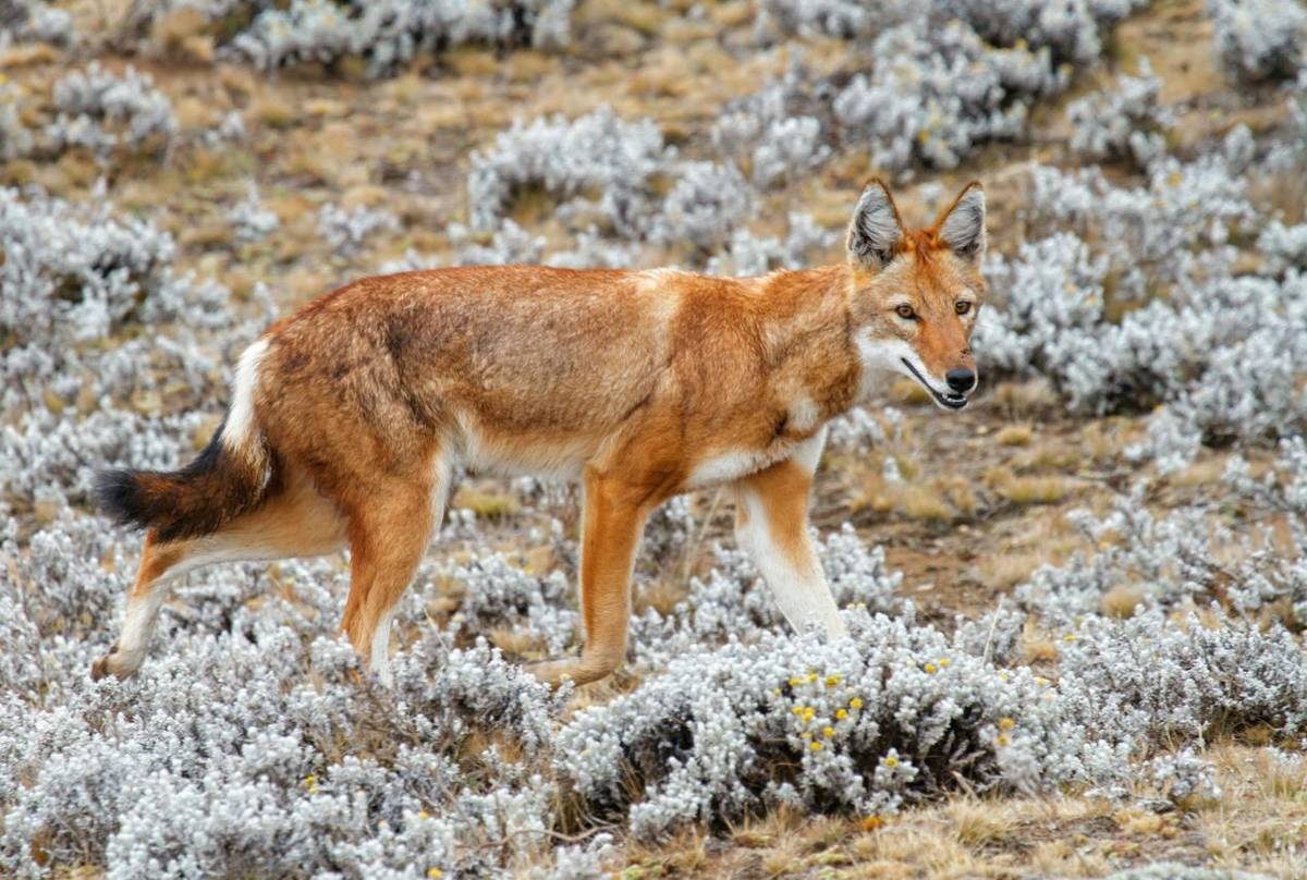 Ethiopian Wolf